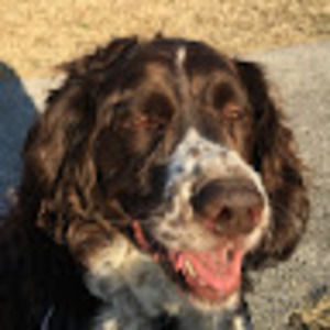 Meet your Posher, Harper